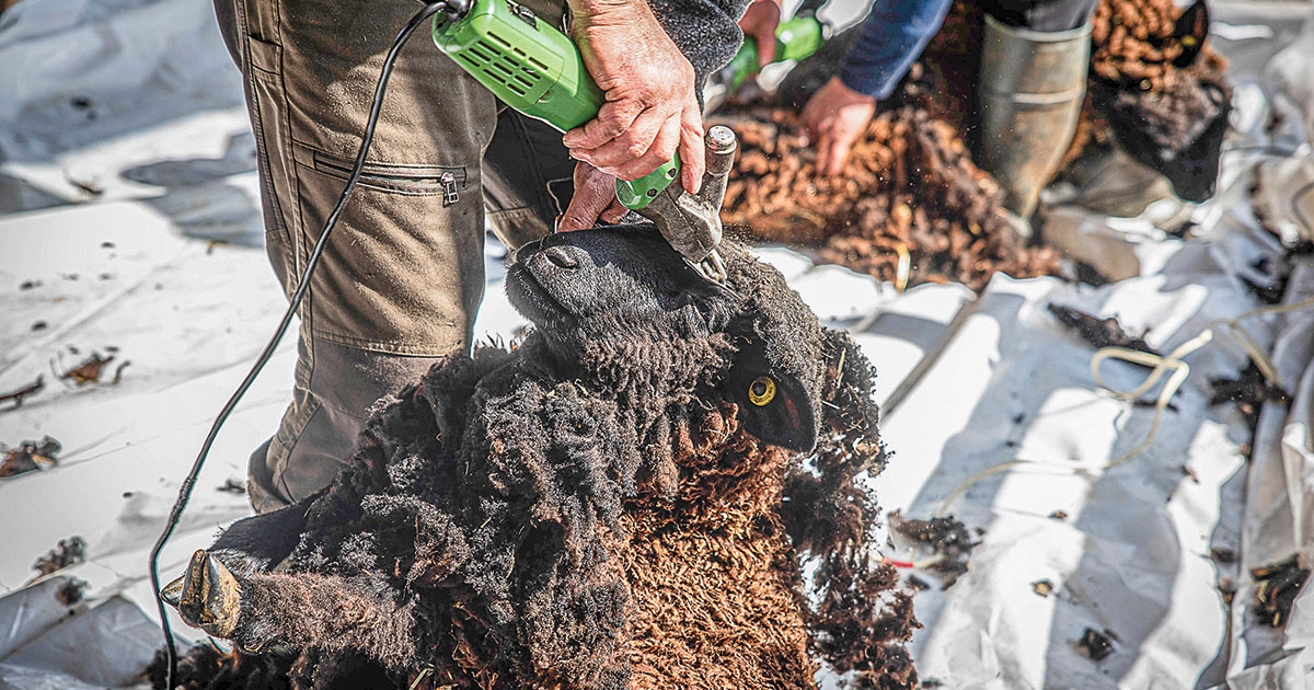 Ingyen sem kell a gyapjú
